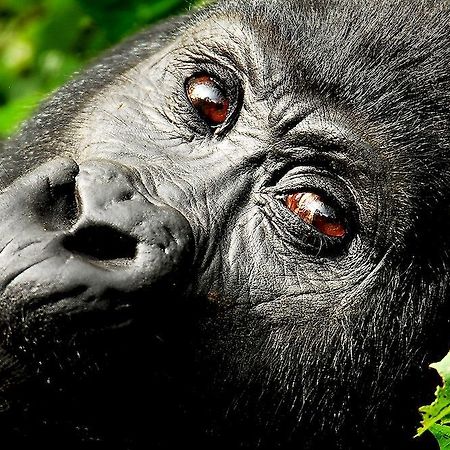 Sanctuary Gorilla Forest Camp Hotell Ntungamo  Eksteriør bilde