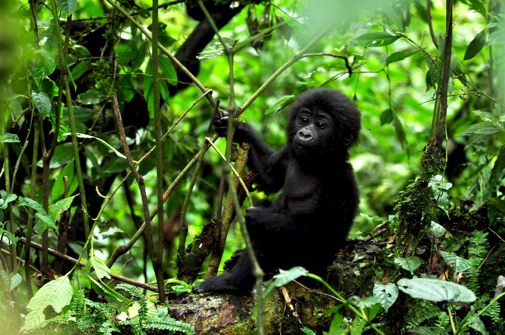 Sanctuary Gorilla Forest Camp Hotell Ntungamo  Eksteriør bilde